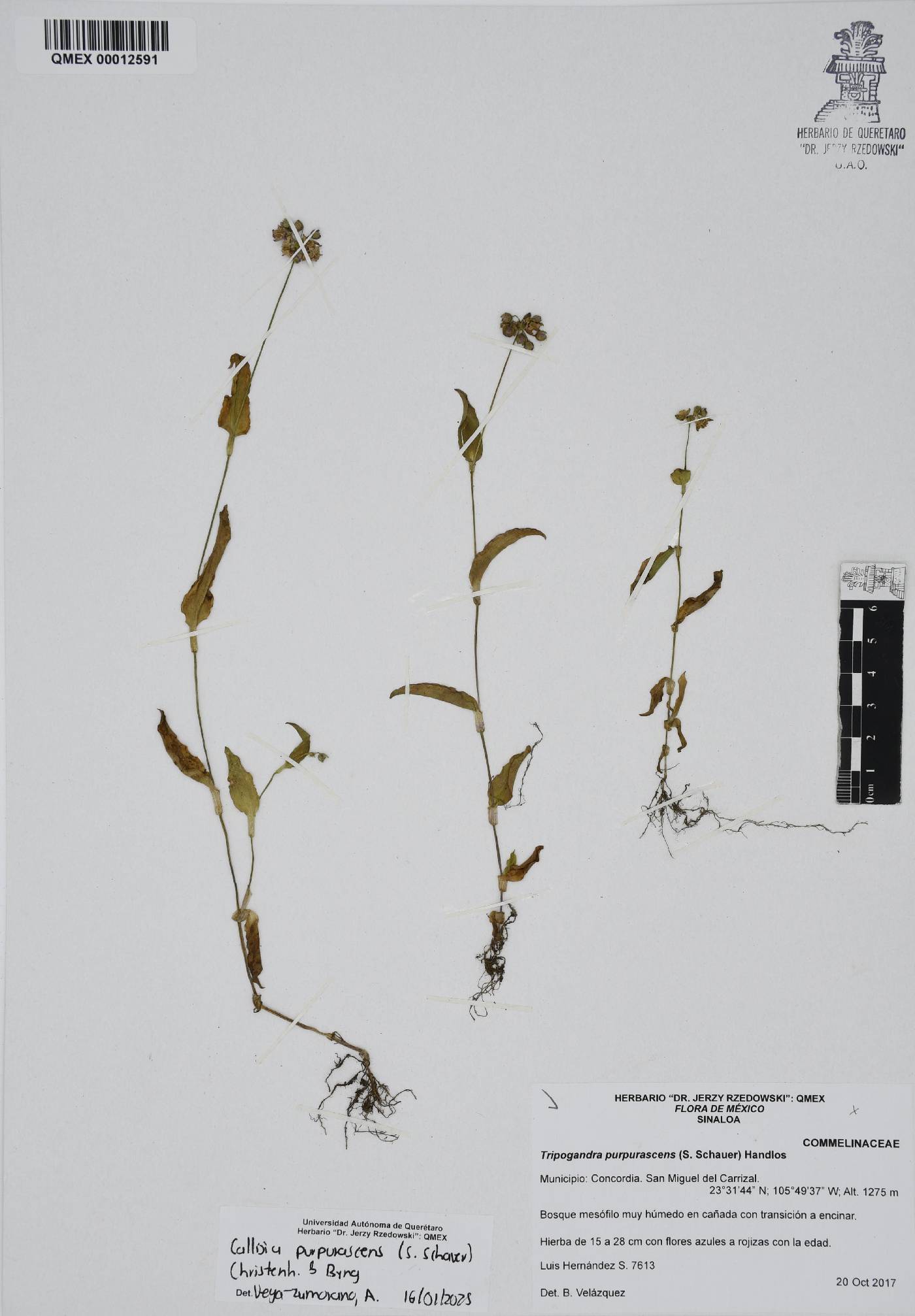Callisia purpurascens image