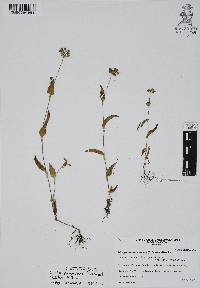 Callisia purpurascens image