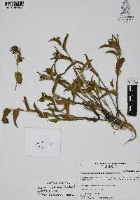 Callisia purpurascens image