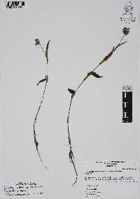 Callisia purpurascens image