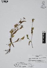 Callisia purpurascens image