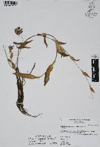 Callisia purpurascens image