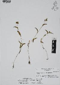 Callisia purpurascens image