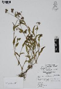 Callisia purpurascens image
