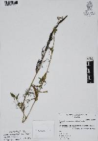 Callisia purpurascens image