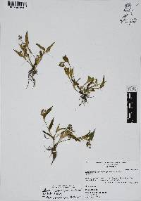 Callisia purpurascens image