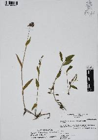 Callisia purpurascens image