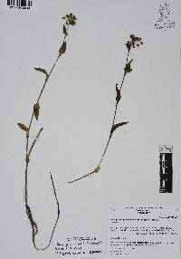 Callisia purpurascens image