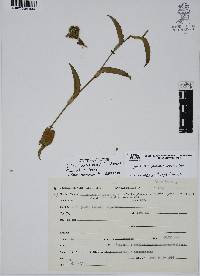 Callisia purpurascens image