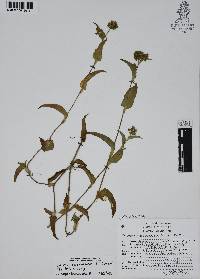 Callisia purpurascens image