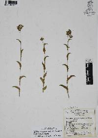 Callisia purpurascens image