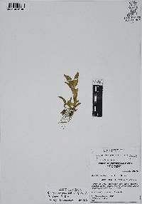 Callisia purpurascens image