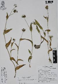 Callisia purpurascens image