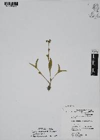 Callisia purpurascens image