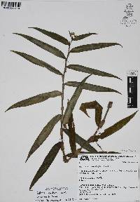 Callisia serrulata image