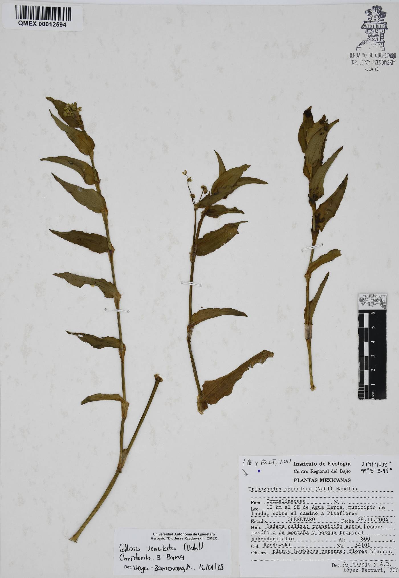 Callisia serrulata image