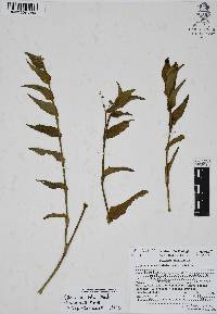 Callisia serrulata image