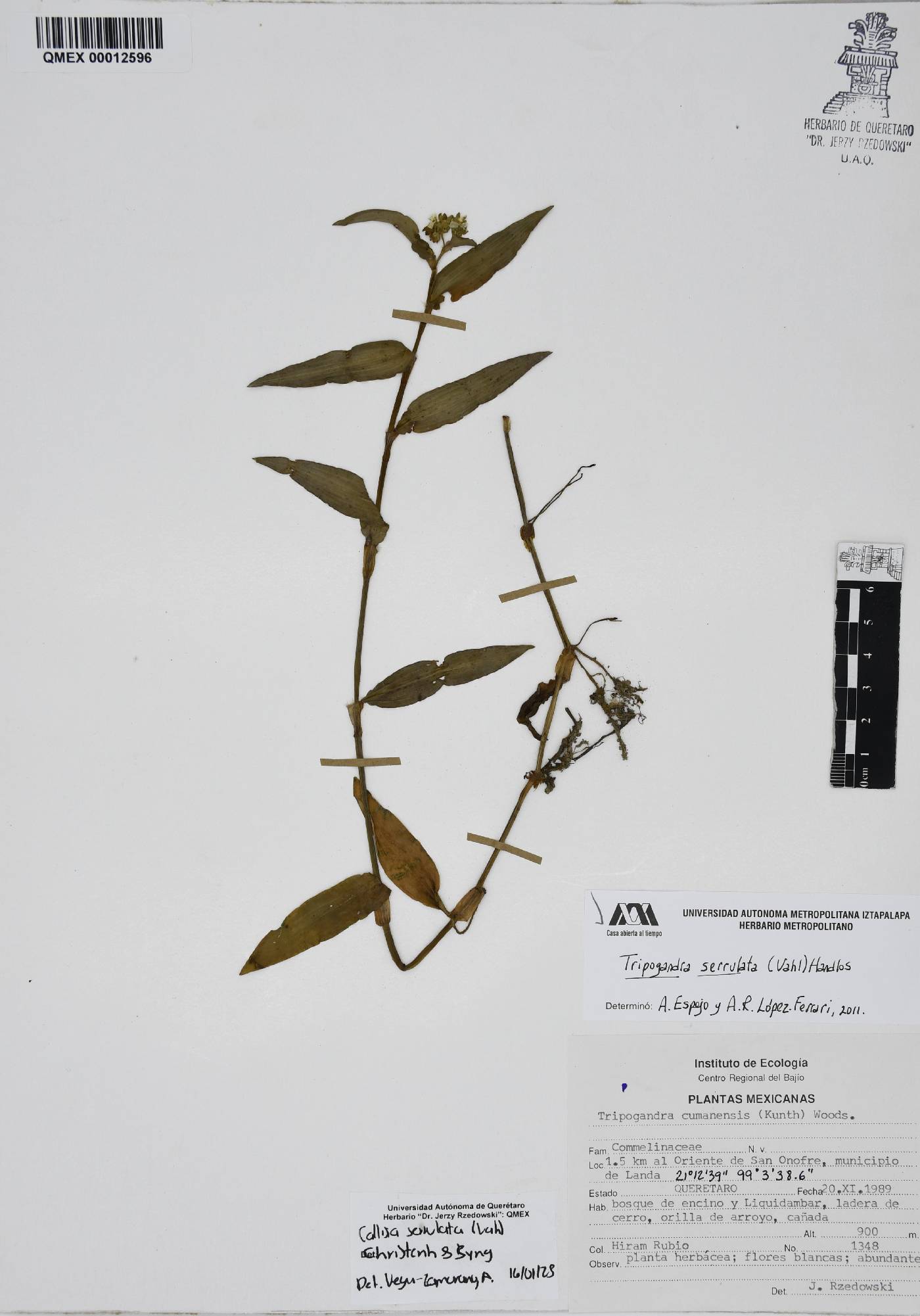 Callisia serrulata image