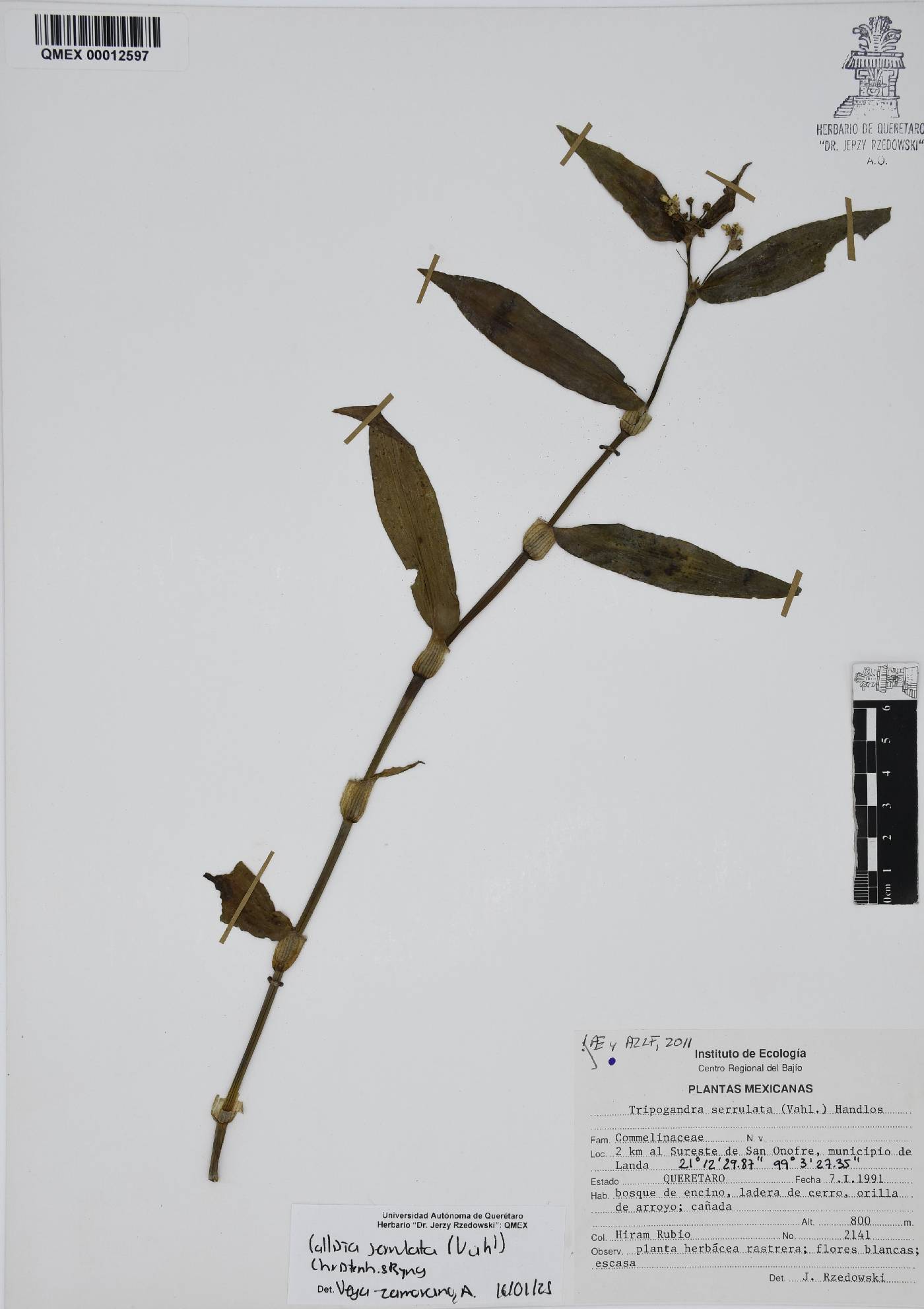 Callisia serrulata image
