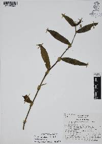 Callisia serrulata image