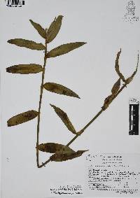 Callisia serrulata image