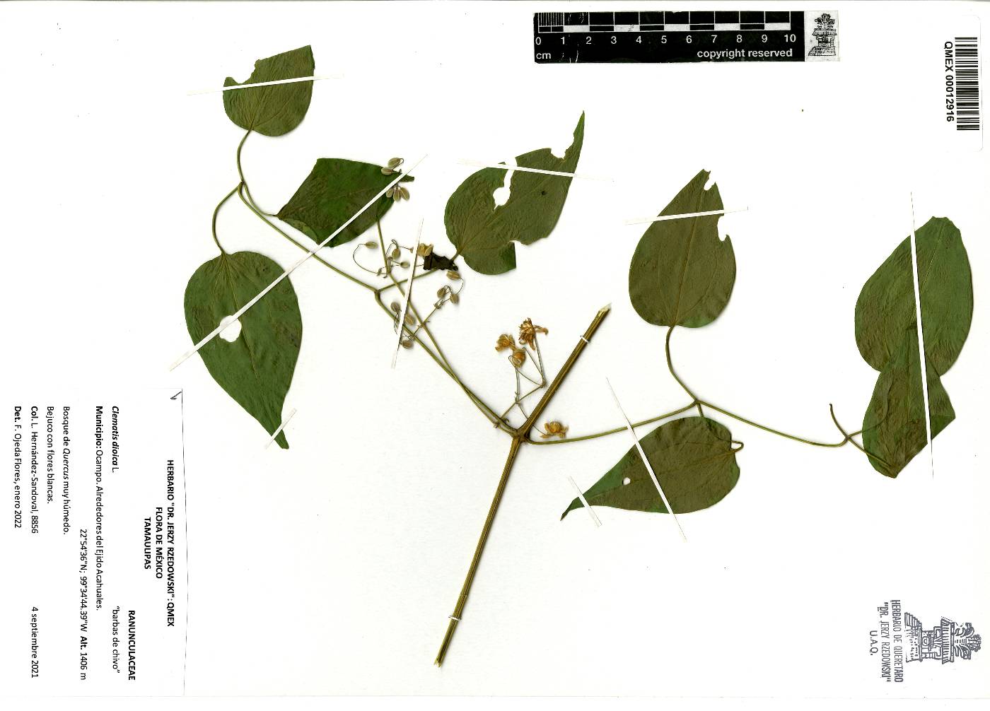 Clematis dioica image