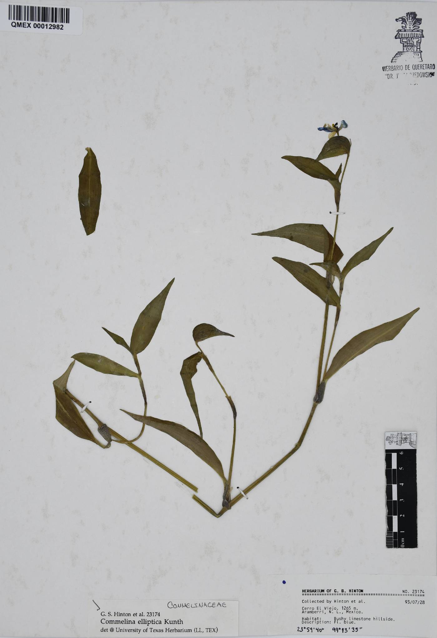 Commelina elliptica image