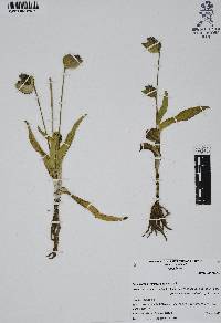 Commelina elliptica image