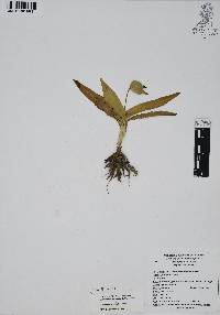 Commelina elliptica image