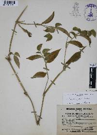 Commelina pallida image