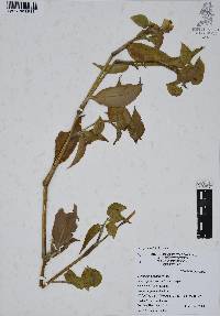 Commelina pallida image