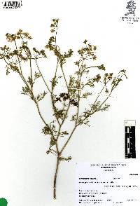 Coriandrum sativum image