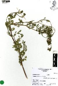 Coriandrum sativum image