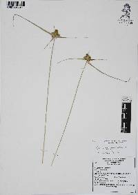 Cyperus aggregatus image