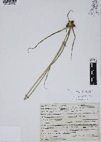 Cyperus aggregatus image