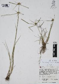 Cyperus aggregatus image