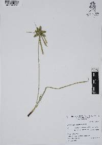 Cyperus aggregatus image
