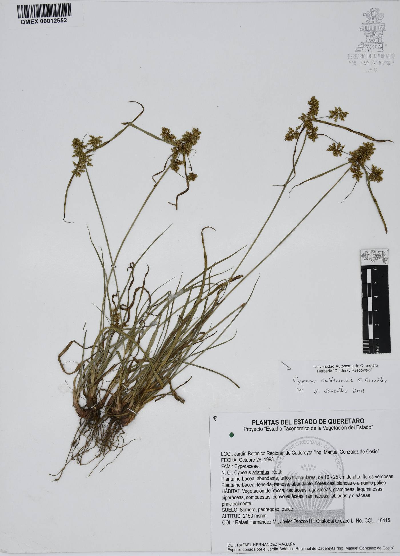 Cyperus calderoniae image