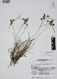 Cyperus calderoniae image