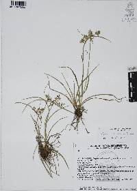 Cyperus calderoniae image