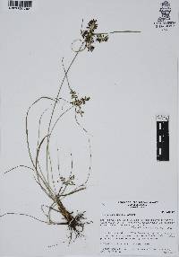 Cyperus calderoniae image