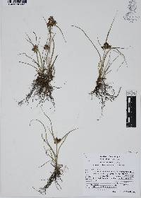 Cyperus calderoniae image