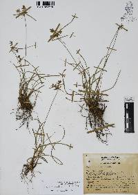 Cyperus calderoniae image