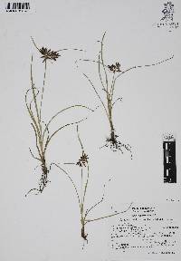 Cyperus calderoniae image