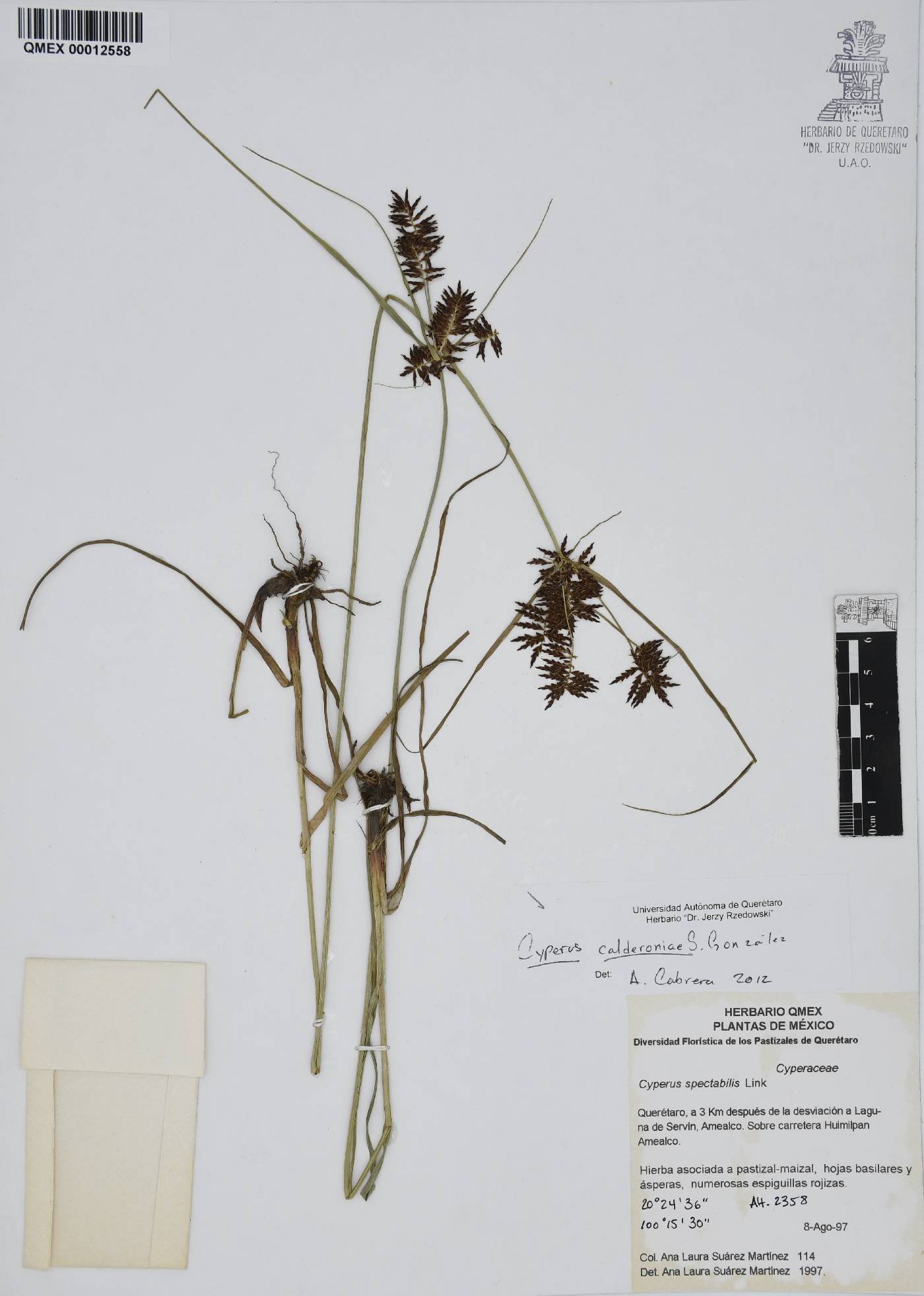 Cyperus calderoniae image