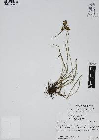 Cyperus calderoniae image