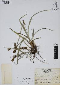 Cyperus calderoniae image