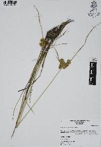 Cyperus entrerianus image