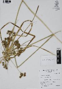 Cyperus entrerianus image