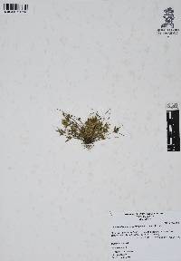 Cyperus flavescens image